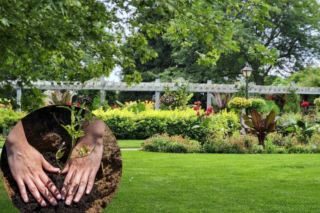 Posadź ją w marcu. Latem obsypie ogród kwiatami jak z katalogu