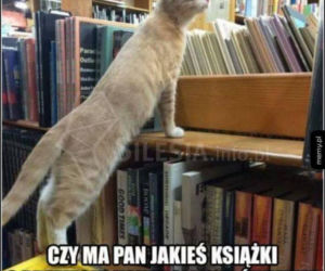 Memy na Światowy Dzień Kota 2020. One po prostu takie są! 