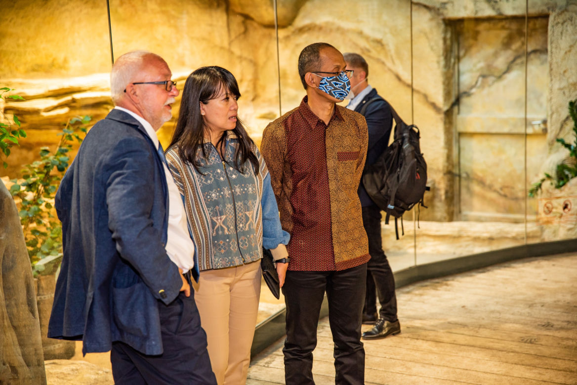 Ambasador Indonezji nadała imię młodej tygrysicy z wrocławskiego zoo