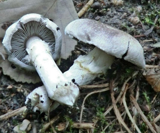 Gąska wierzbowa