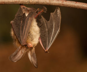 Nietoperze w ogrodzie – jak przyciągnąć naturalnych sprzymierzeńców komarów