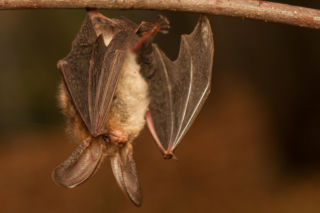 Nietoperze w ogrodzie – jak przyciągnąć naturalnych sprzymierzeńców komarów