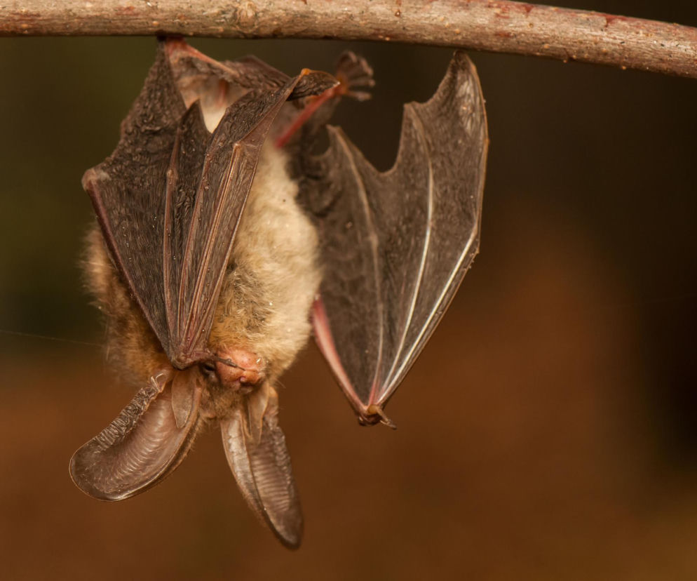Nietoperze w ogrodzie – jak przyciągnąć naturalnych sprzymierzeńców komarów