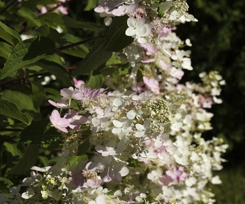 Hortensja bukietowa ‘Pinky Winky’