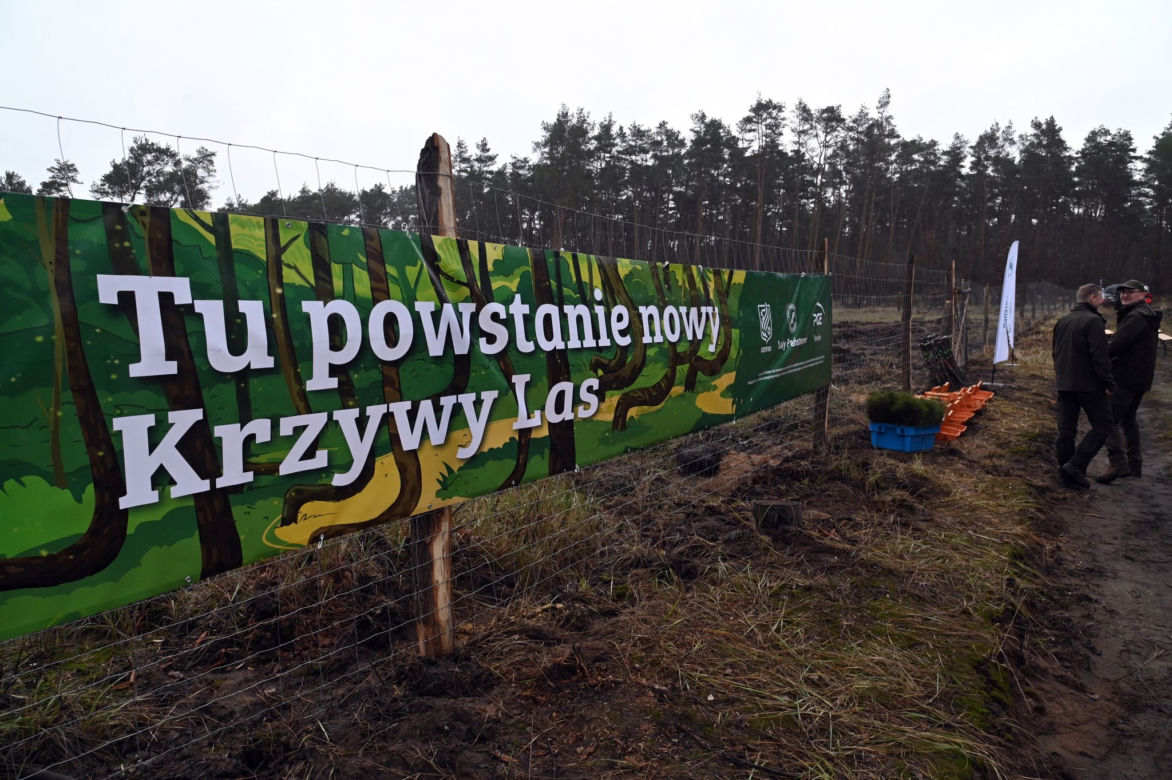 Posadzili nowy "krzywy las"