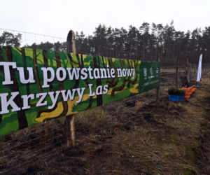Posadzili nowy krzywy las