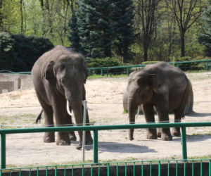 Chorzów: Otwarcie zoo i OGROMNA kolejka! Każdy chce zobaczyć pingwiny