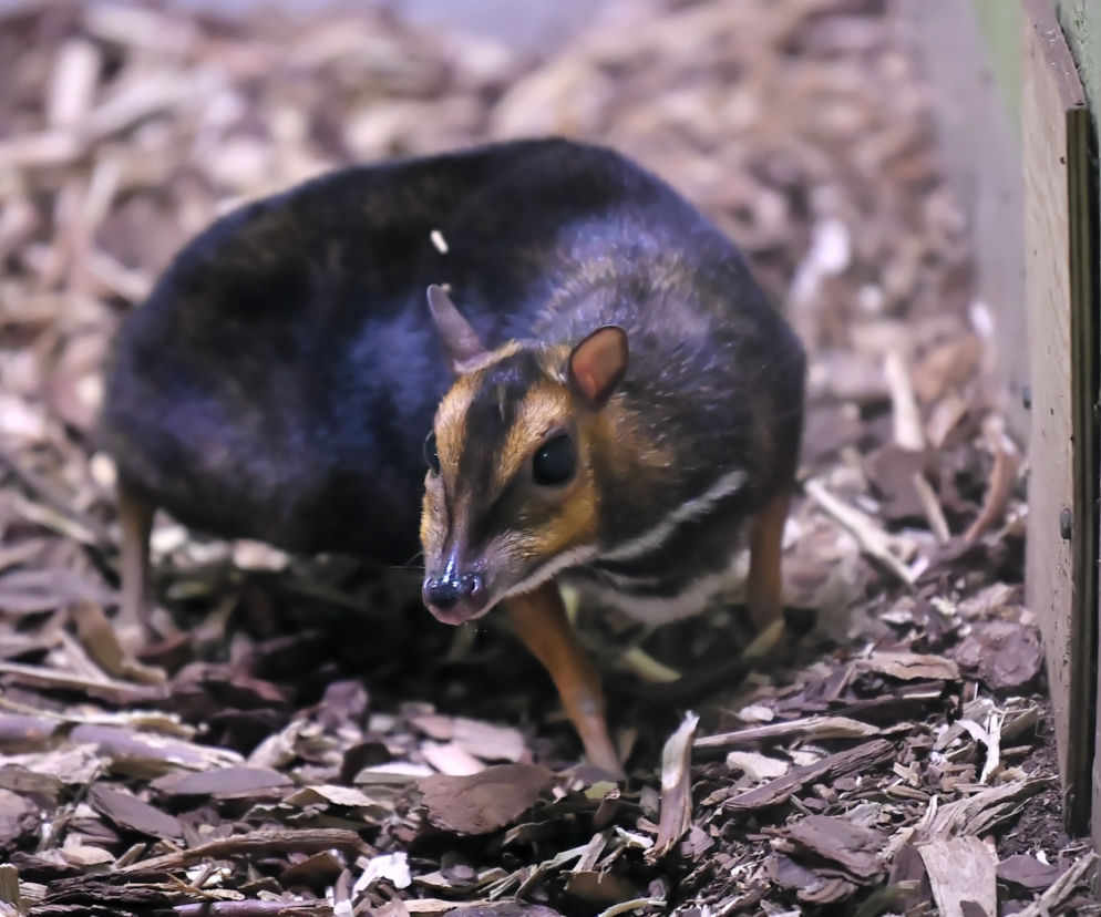 Myszojeleń we wrocławskim zoo osiągnął już rozmiary dorosłego osobnika