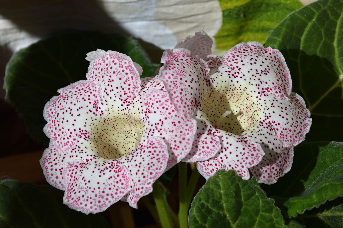 Syningia okazała
