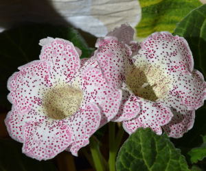 Syningia okazała