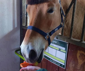 Konna święconka w Szczecinie