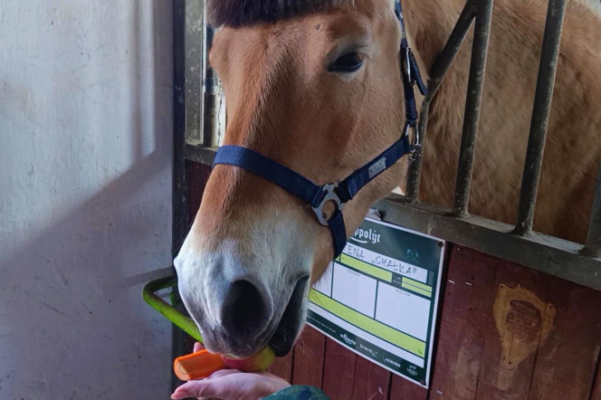 Konna święconka w Szczecinie