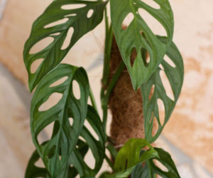 Monstera adansonii