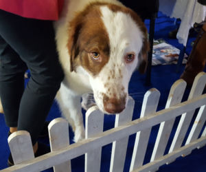 ​Psia elita w Lesznie. W hali Trapez odbyła się XXIV wystawa Champion of Champion's Show