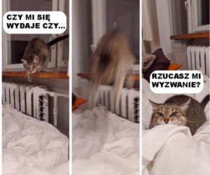 Dzień Kota 2020