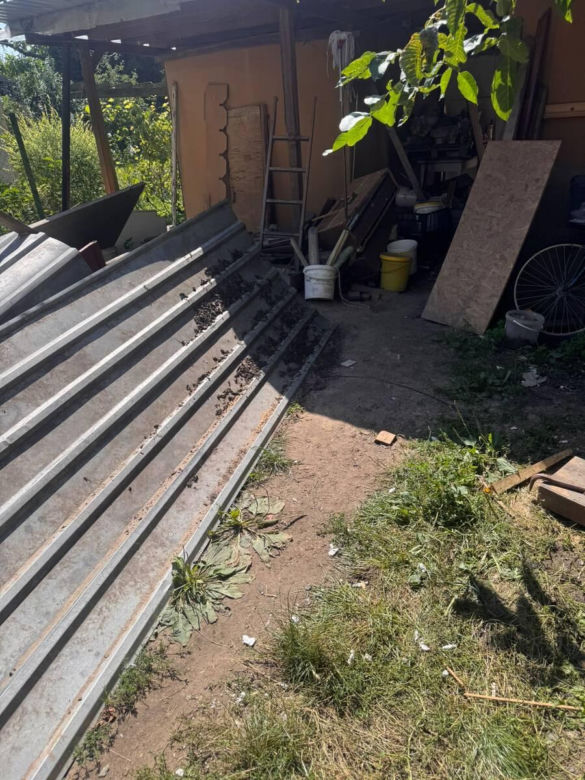 Psy jadły z ziemi, piły zieloną wodę. Potem wyszło na jaw, co stało się ze szczeniakami