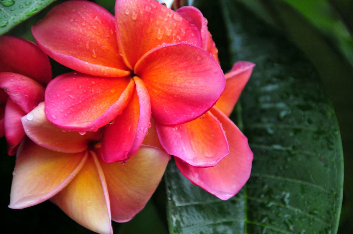 Plumeria