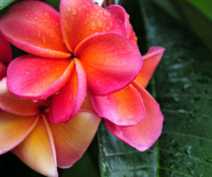 Plumeria