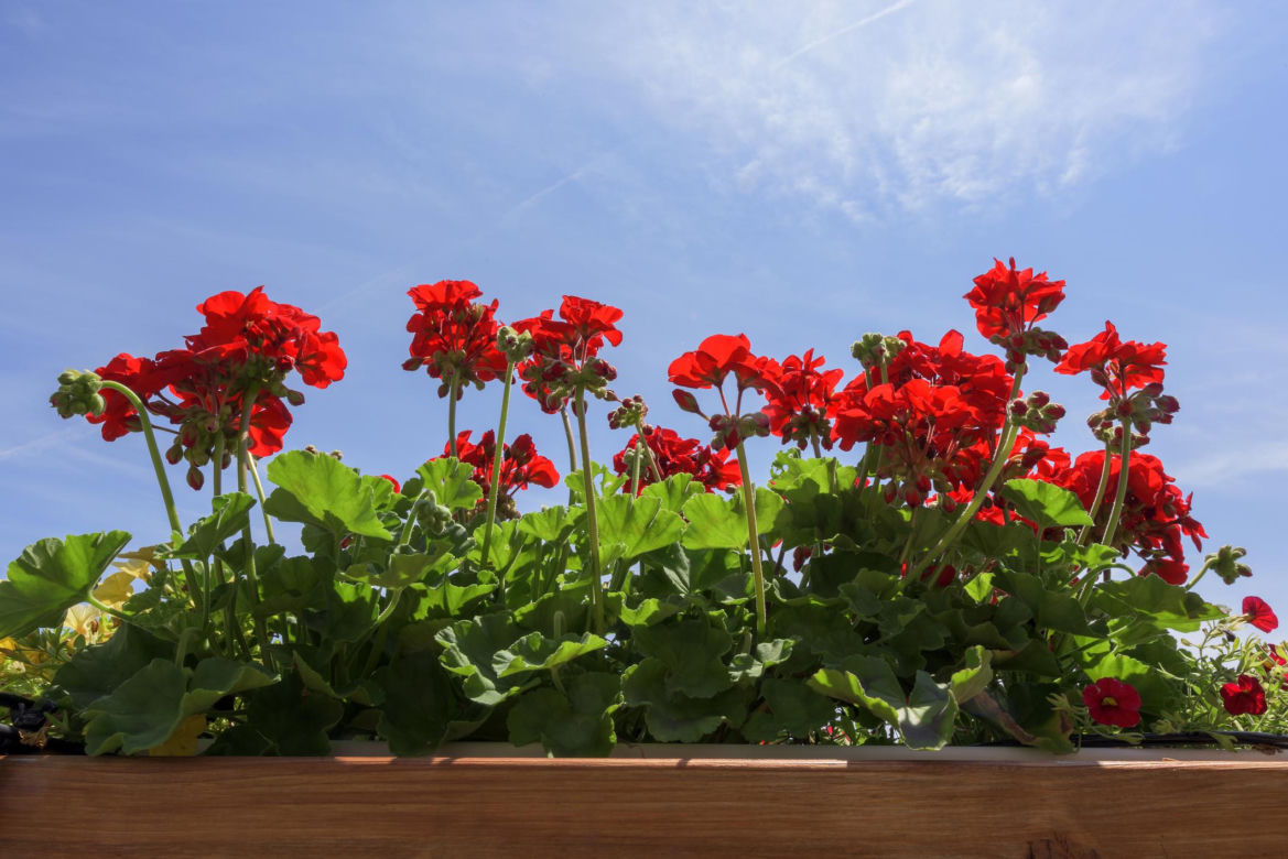 Pelargonie to idealne kwiaty na rabaty. Ten babciny przepis na nawóz sprawi, że pięknie zakwitną