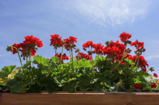 Zastąp wodą tym płynem i podlewaj pelargonie. Wypuszczą więcej kwiatów niż kiedykolwiek wcześniej