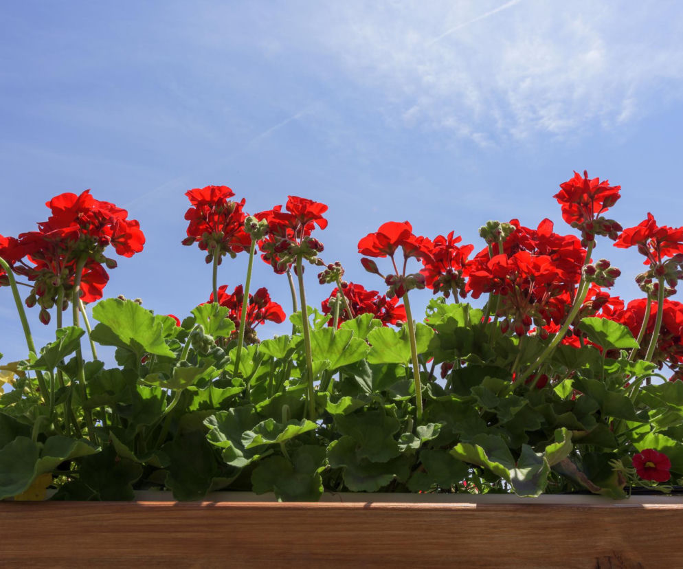Zastąp wodą tym płynem i podlewaj pelargonie. Wypuszczą więcej kwiatów niż kiedykolwiek wcześniej