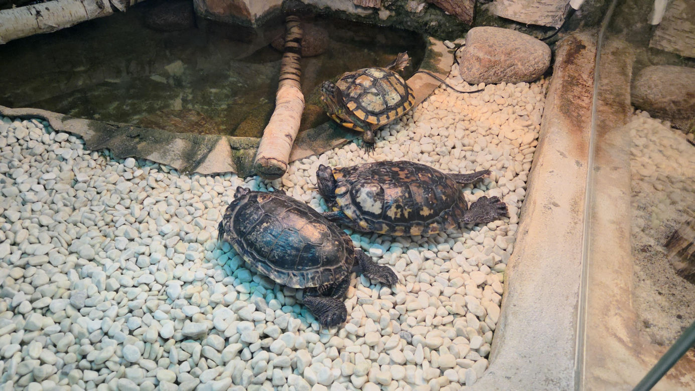 Egzotyczny świat na wyciągnięcie ręki! Zaglądamy do akwarium-terrarium w Myślęcinku