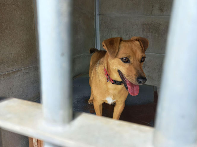 ​Śmieciarki ze zdjęciami psów wyjechały na ulice Leszna. Ruszyła akcja „Czysta Miłość”