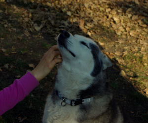 Husky opanowały Psi Park! [GALERIA]