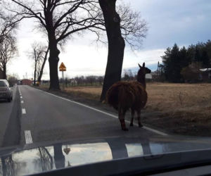 Po Bieruniu biega... lama! Jest zupełnie sama [ZDJĘCIA]