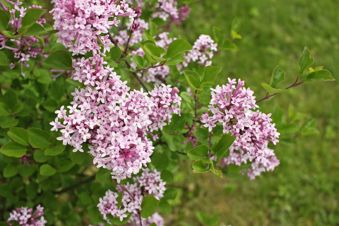 Lilak Meyera 'Palibin'