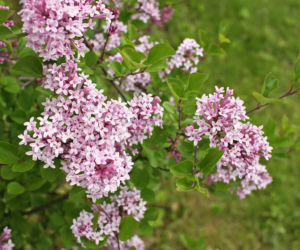 Lilak Meyera 'Palibin'