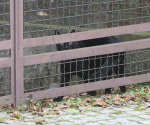 Koty Jarka nas terroryzują