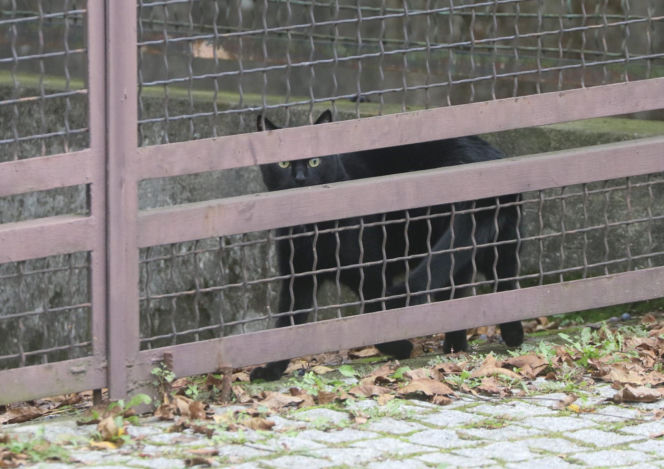 Koty Jarka nas terroryzują
