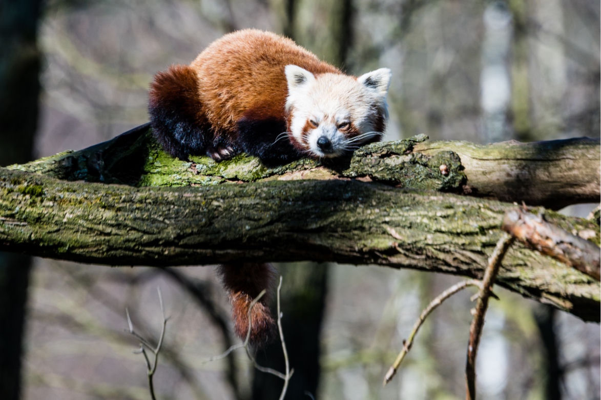 Koronawirus w Trójmieście. Zwierzęta z zoo tęsknią za ludźmi