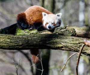 Koronawirus w Trójmieście. Zwierzęta z zoo tęsknią za ludźmi