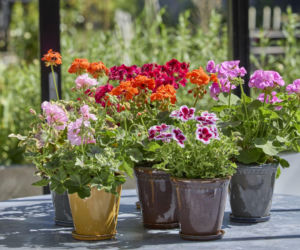 Pelargonie
