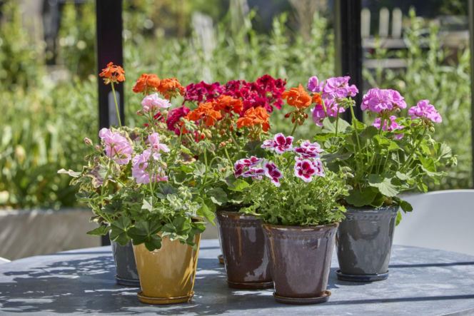 Pelargonie
