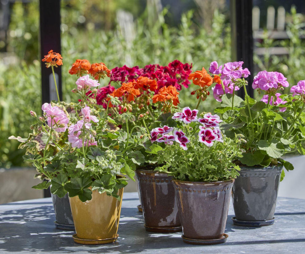 Czym nawozić pelargonie, by bujnie kwitły?