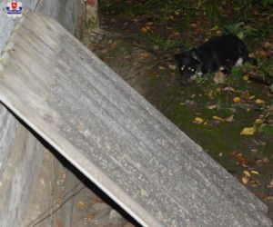 64-latek odpowie za znęcanie się nad zwierzętami 