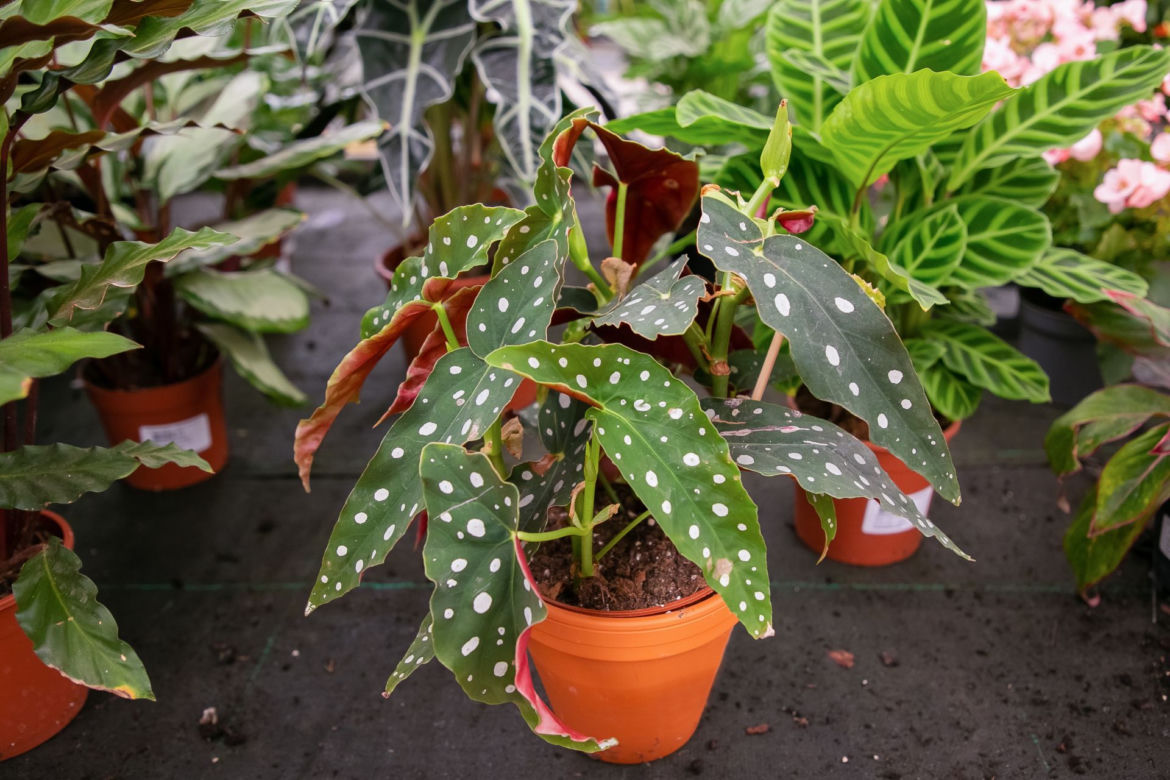 Begonia koralowa