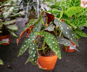Begonia koralowa