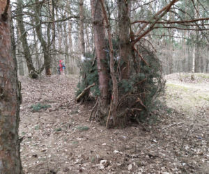 Siedlczanie szukali pierwszych śladów wiosny wraz z leśnikami z Nadleśnictwa Siedlce