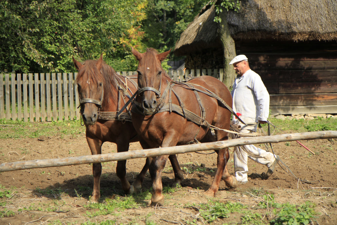 Wykopki kartoflane w lubelskim skansenie