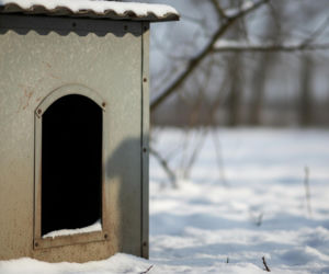 Mrozy znów zaskoczyły Radom. Czy za bezmyślność wobec psów naprawdę grozi więzienie?