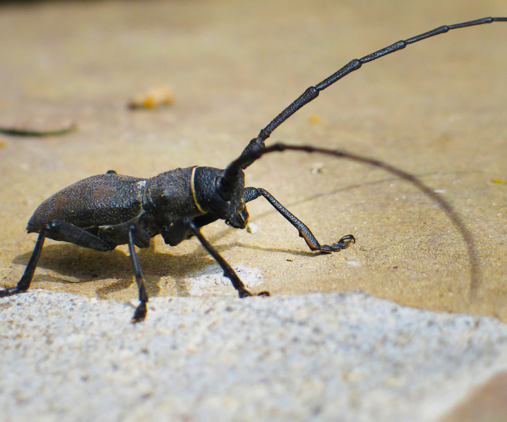 Gigantyczne owady mogą wylądować w Miejscu Piastowym. Jest tylko jeden warunek