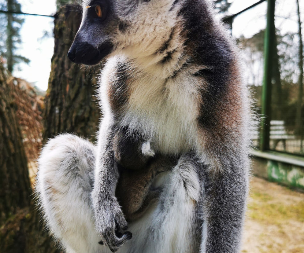 Mały lemur przyszedł na świat w bydgoskim zoo