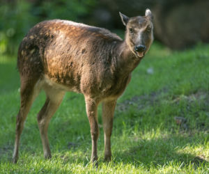 Jeleń Alfreda