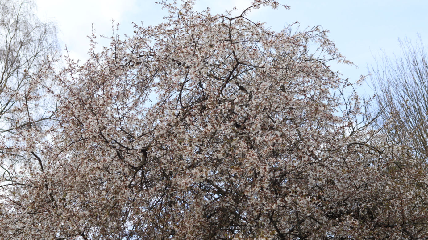 Ogród Botaniczny w Lublinie otwarty! Wszędzie widać wiosnę