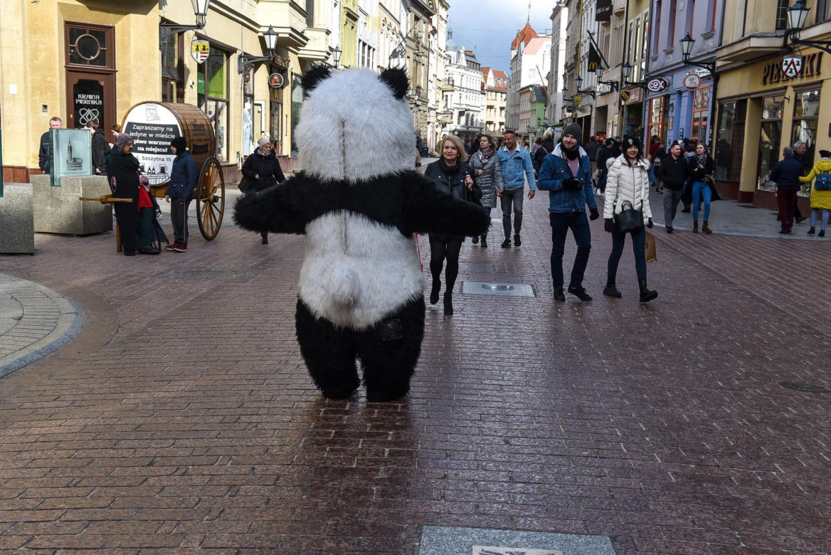 Zakopane ma Chytrego Misia, Toruń Wesołą Pandę, kulturalnie zaczepia turystów