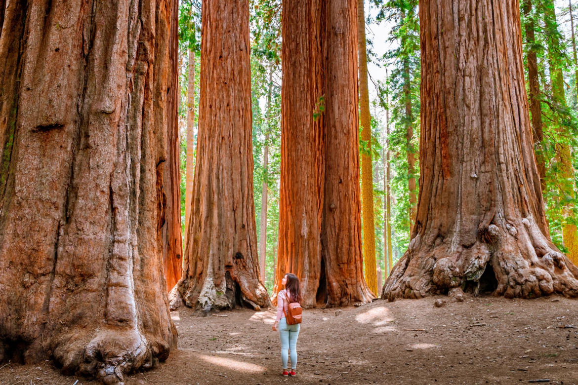 Park Narodowy Red Wood USA